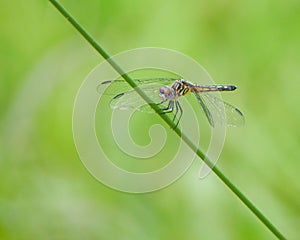 Close-up of a male Blue Dasher dragonfly on a green stem