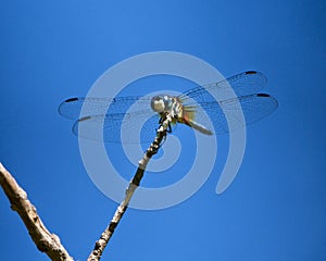 Close-up of a male Blue Dasher dragonfly on a tree branch