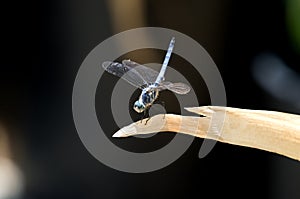 Close up of Male Blue Dasher Skimmer Dragonfly on a leaf