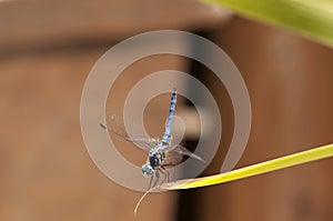 Close up of Male Blue Dasher Skimmer Dragonfly on a leaf