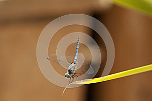 Close up of Male Blue Dasher Skimmer Dragonfly on a leaf