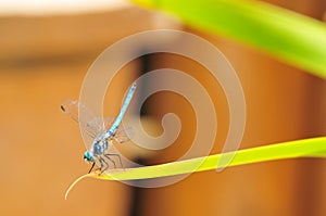 Close up of Male Blue Dasher Skimmer Dragonfly on a leaf