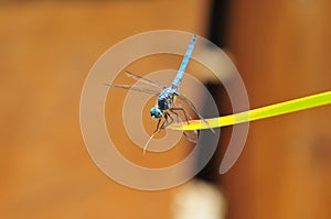 Close up of Male Blue Dasher Skimmer Dragonfly on a leaf