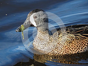 Close-up of Male Blue-winged Teal