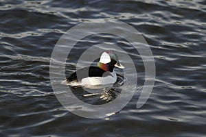 Close up of a male Bufflehead duck swimming with iridescence