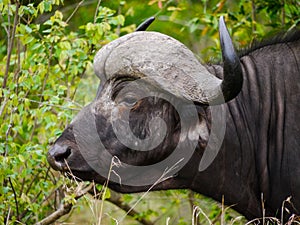 Close-up of male Cape buffulo in Kruger Nationalpark