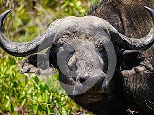 Close-up of male Cape buffulo Syncerus caffer looking interested into the camera in Kruger Nationalpark