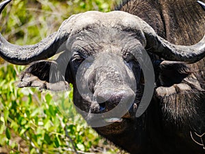 Close-up of male Cape buffulo Syncerus caffer showing his tongue to make fun in Kruger Nationalpark