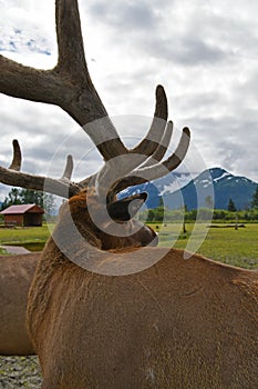 caribous in Alaska Wildlife Conservation Center, Alaska photo