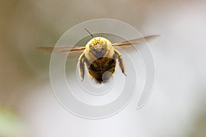 Close up of male Carpenter bee hovering