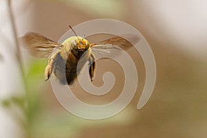 Close up of male Carpenter bee hovering