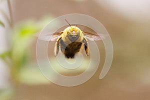 Close up of male Carpenter bee hovering