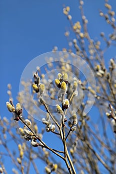 A close up of male catkins of goat willow or great sallow Salix caprea. Flowering branch of pussy willow