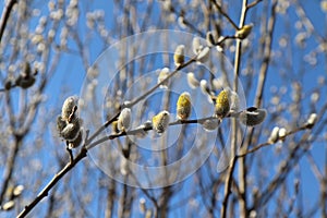 A close up of male catkins of goat willow or great sallow (Salix caprea). Flowering branch of pussy willow in the spring