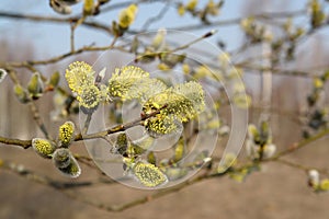 A close up of male catkins of Salix caprea (goat willow or great sallow). Flowering branch of pussy willow in the spring