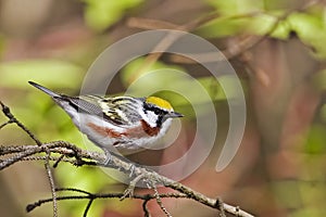 Close up of a male Chestnut-sided Warbler, Setophaga pensylvanica photo