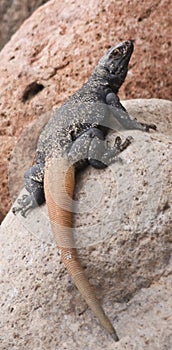 A Close Up of a Male Chuckwalla in the Desert