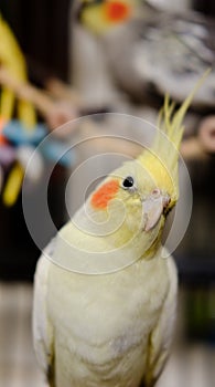Close-up of a male Cockatiel seen in his large cage, with out of focus toys in the background.
