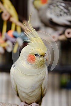 Close-up of a male Cockatiel seen in his large cage, with out of focus toys in the background.
