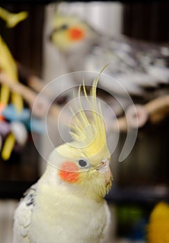 Close-up of a male Cockatiel seen in his large cage, with out of focus toys in the background.