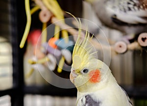 Close-up of a male Cockatiel seen in his large cage, with out of focus toys in the background.