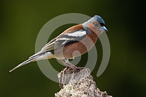 Close-up of male Common Chaffinch, Fringilla coelebs looking around in a summery forest