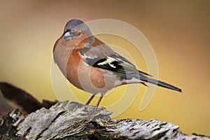 Close-up of a male Common Chaffinch perching on a tree trunk, Scotland, UK