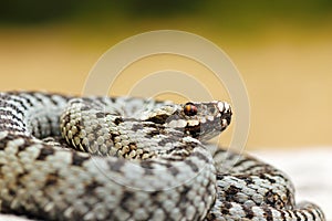Close up of male common crossed viper