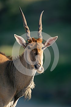 Close-up of male common eland chewing cud