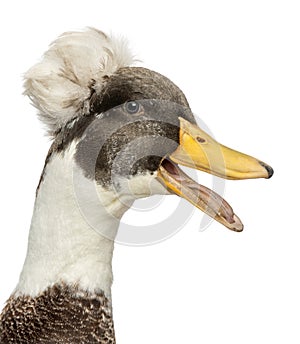 Close-up of a Male Crested Duck, lophonetta specularioides
