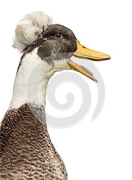 Close up of a Male Crested Ducks, lophonetta specularioides