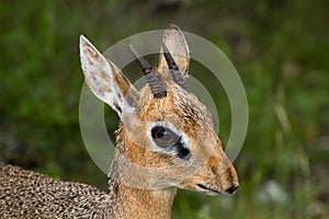 Close up of a male dik-dik antelope