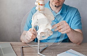 Close up of male doctor's hand showing asis anterior superior illiac spine on skeleton spine model