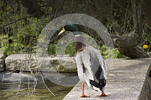 Close-up of a male Duck Anatidae