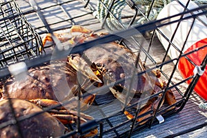 A close up of a male Dungeness crab looking up in a crab trap on a dock photo