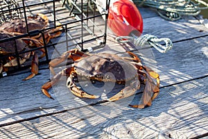 A close up of a male Dungeness crab in the wharf