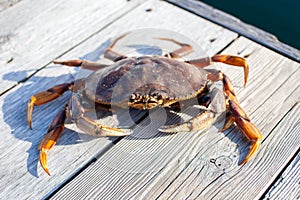 A close up of a male Dungeness Crab on a wharf photo