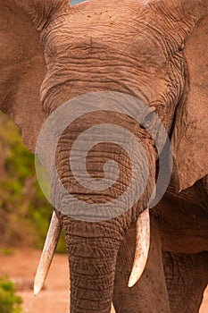 Close up of a male elephant