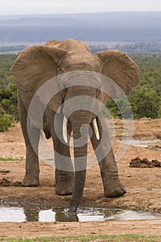 Close up of a male elephant