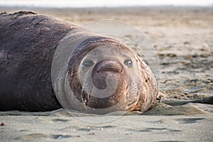 Close up of male elephant seal, Drakes Beach, Point Reyes National Seashore, California