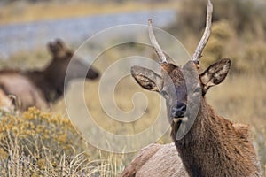 Close up of male elk with broken spike antlers near Gardiner in Montana