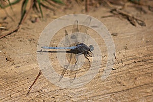 Close up of a male Epaulet Skimmer Orthetrum chrysostigma