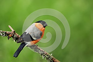 Close up of a male Eurasian bullfinch perched on a mossy branch