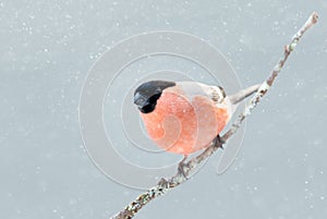 Close up of a male Eurasian bullfinch perched on a mossy branch in winter