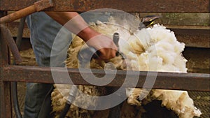 Close-up of Male Farm Worker Shearing Sheep, UK