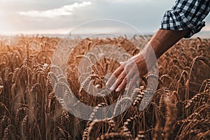 Close up of male farmer hand