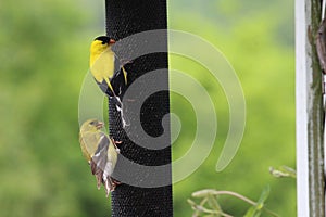 Close up of a male and female American Goldfinch on a thistle birdfeeder photo