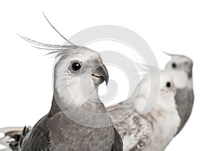 Close-up of Male and female Cockatiel, Nymphicus