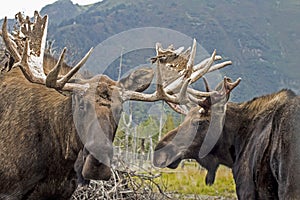 Close up of male and female Moose together in Alaska.