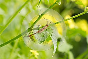 Close-up male and female of mosquito long legs on green branch